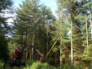timber harvesting