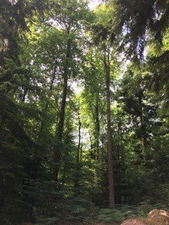 A wonderful stand of Western Hemlock and Chilean Beech'