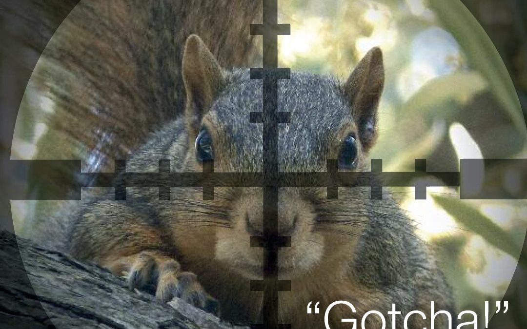 Issue 38: Squirrel