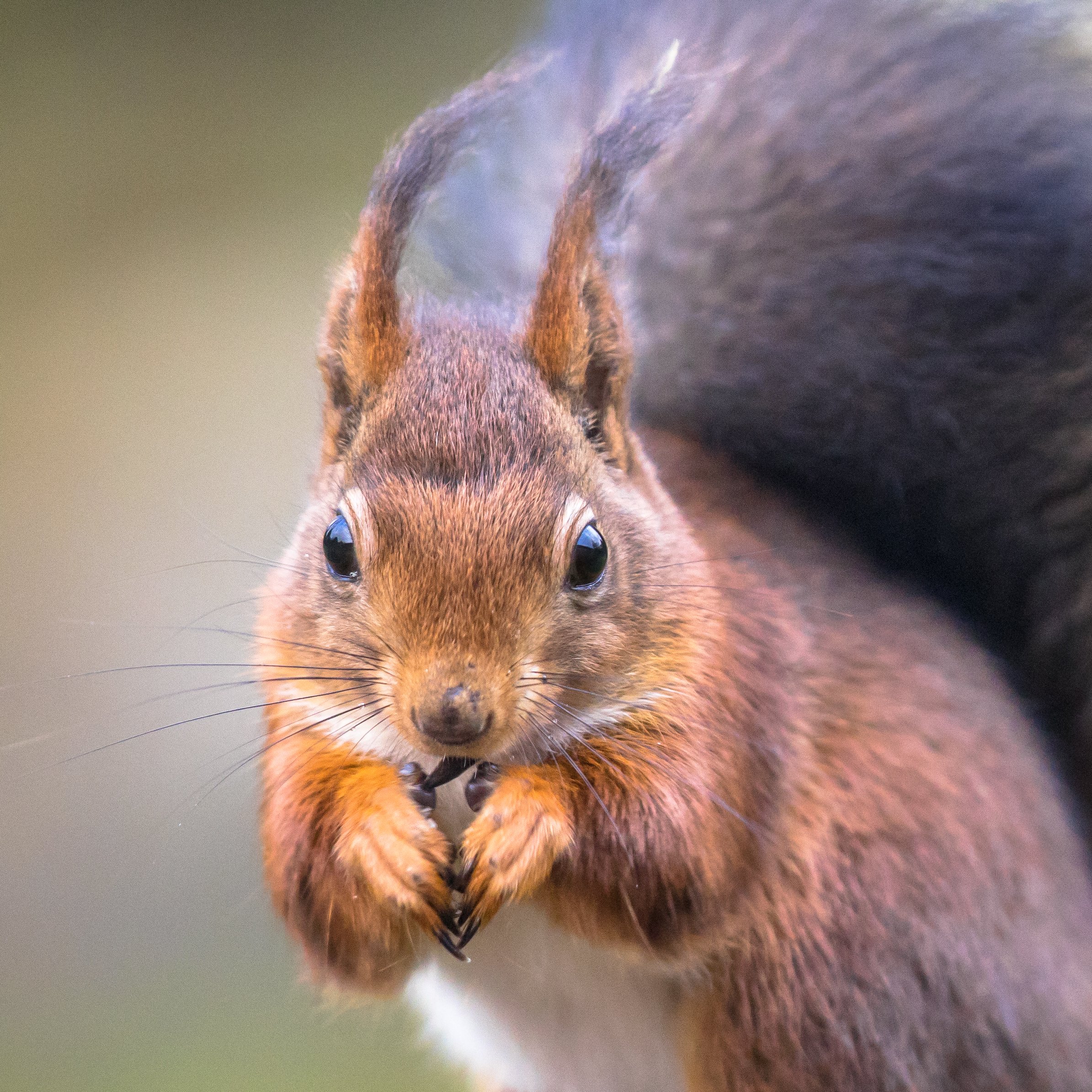 We may have lost red squirrel nests, says forestry agency - Charles